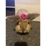 Honey the rabbit group