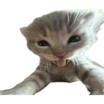 Robloxiscoolhehe