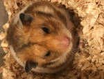 ハムハムの部屋！