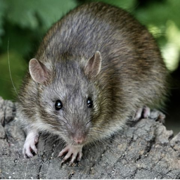 epic rat hangout