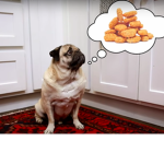 team chicken nugget pug!!!!