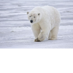 #The Polar Bear Army
