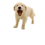 The Puppy Pound Gang