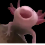 Axᴏʟᴏᴛʟ's
