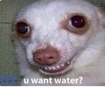 Sunshine daisies, buttermellow.