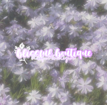 ୨ ׂ blissful boutique