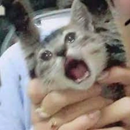 kucing menangis Roblox group icon