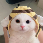 beehlve