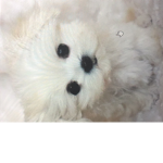 Tilly puppy