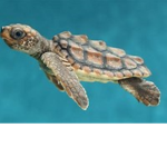 NFT turtle ######