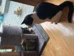 Kitty crew #1