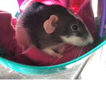 Rat Squad!!!