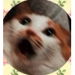 Cat army the Bedwars clan