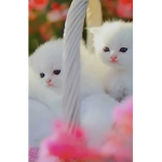 Cute cat kawaii costumes