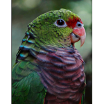 Parrot love!