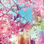 SakuraAnimeTokyo