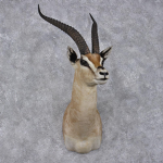 Gazelles United
