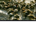 Rats United CIA