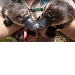 The Australia Fam