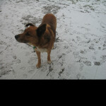 Wallace memorial [2018]