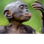 Apes United!