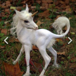 ballerinas unicorns for life