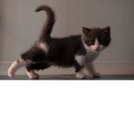 this is :]