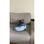 Blue-cookie