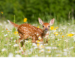 🦌