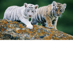 Tiger parkour legendary