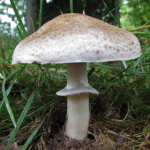 Absolute Mushroom