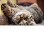 Kittttyyyyyyyyyyyyyy