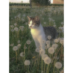 |H_e_l_l_o|