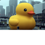 ducks are swag