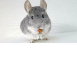 Chinchilla Global Group