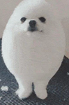Amazing Eggdog Studios