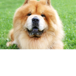 the chow chow nation