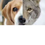 Doggs Club