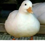 Duck’s r epic