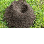 The Ant colines
