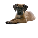 pupsforlife