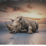 rhinos & people