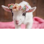 Goats United~~