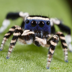 The attacking spiders