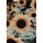 Ss sunflower