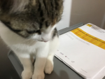 Bears_luvhonny