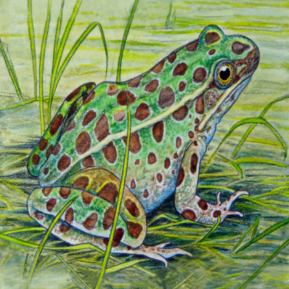 frog_painting Roblox decal