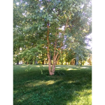 The Tree Warriors