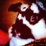 Oreo The Bunny Fan Club