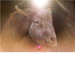 Cult of the Holy Goat